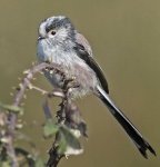 Long-tailed tit - Aegithalos caudatus