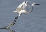 Little egret - Egretta garzetta
