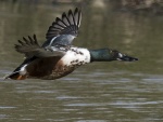 Shoveler - Anas clypeata