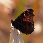 Peacock butterfly