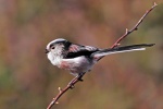 Long tailed tit