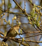 Chiffchaff_01.jpg