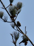 Crossbill_03.jpg