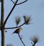 Crossbill_04.jpg