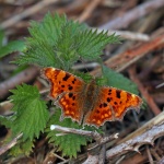 Comma