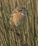 Stonechat - Saxicola torquata (female)