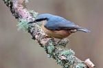 Nuthatch