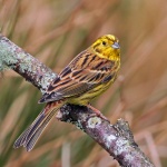 Yellow hammer