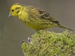 Yellowhammer - Emberiza citrinella