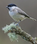 Marsh tit - Parus palustris