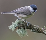 Marsh tit - Parus palustris