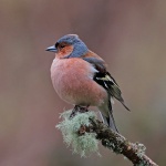 Chaffinch
