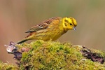 Yellow hammer