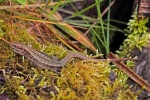 Common lizard