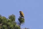 Crossbill. Photographed by Ray Davies, Llyn Llech Owain, 27 March 2017.