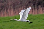 Spoonbilll