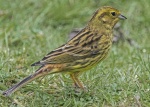 Yellowhammer - Emberiza citrinella (female)