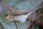 Chiffchaff