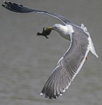 Lesser black-backed gull - Larus fuscus with Mallard chick