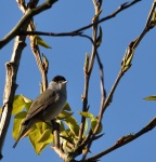 Blackcap.jpg