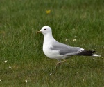 Common Gull.jpg