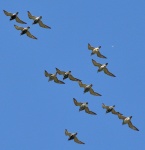 Golden Plover_01.jpg