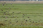 Golden Plover_03.jpg