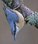 Nuthatch - Sitta europaea