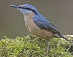 Nuthatch - Sitta europaea