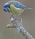 Blue tit - Parus caeruleus
