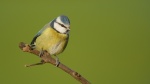 Blue Tit