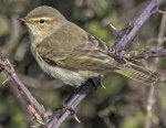 Chiffchaff - Phylloscopus collybita