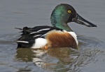 Shoveler - Anas clypeata