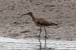 Whimbrel