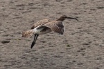 Whimbrel