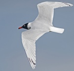 Mediterranean gull - Ichthaetus melanocephal