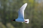 Mediterranean gull