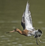 Black-tailed godwit - Limosa limosa.jpg