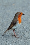 Robin