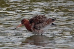 Black tailed godwit