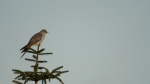 Cuckoo