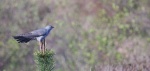 Cuckoo