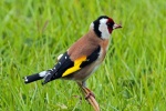 Goldfinch