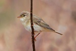 Willow warbler