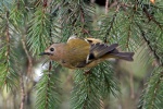 Goldcrest