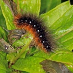 Garden tiger moth caterpillar