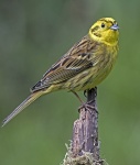 Yellowhammer - Emberiza citrinella.jpg