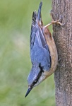 Nuthatch - Sitta europaea.jpg