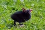 Moorhen