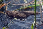 Water vole